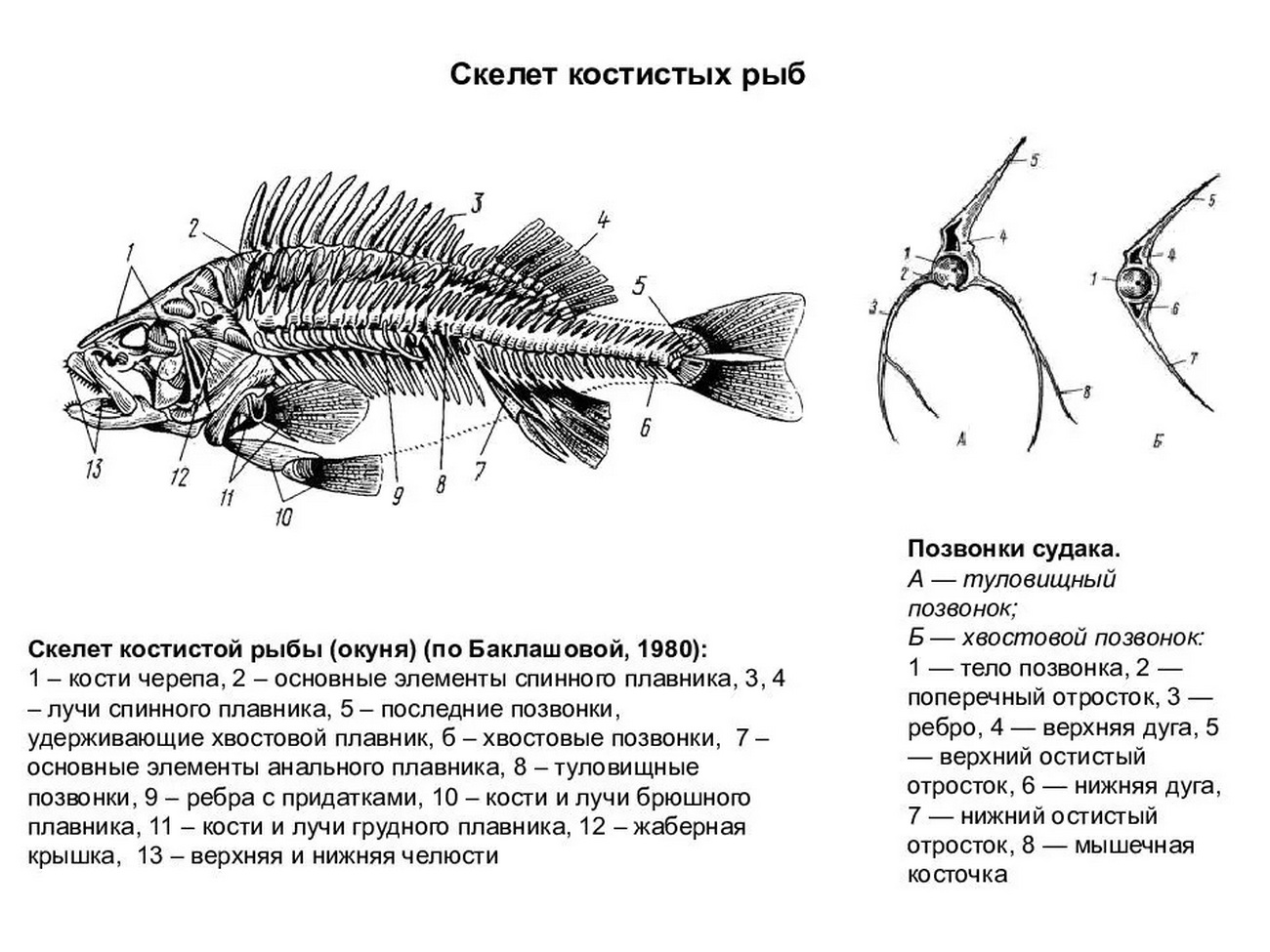 Осевой скелет костных рыб
